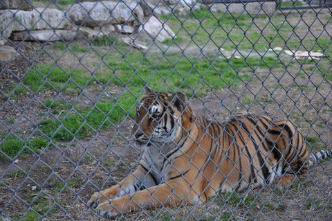 Test Tiger
