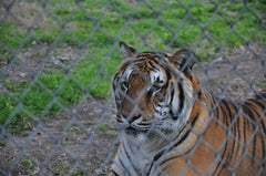 Test Tiger
